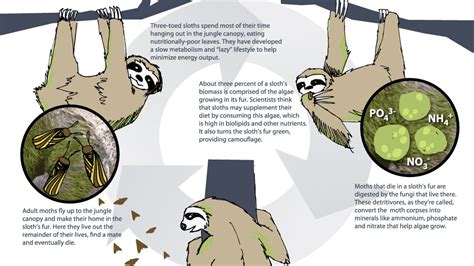 A Sloth Named Velcro Sloth And Moths A Mutually Beneficial