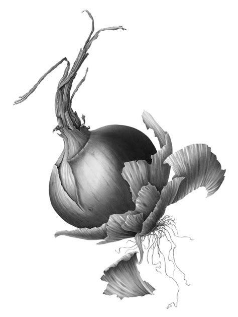 Susannah Blaxill Botanical Artist Brown Onion In Charcoal