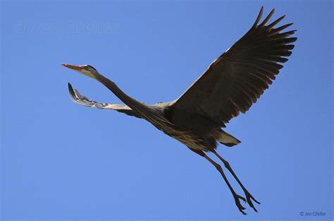 Great Blue Heron Jen Gfeller Nature Photography