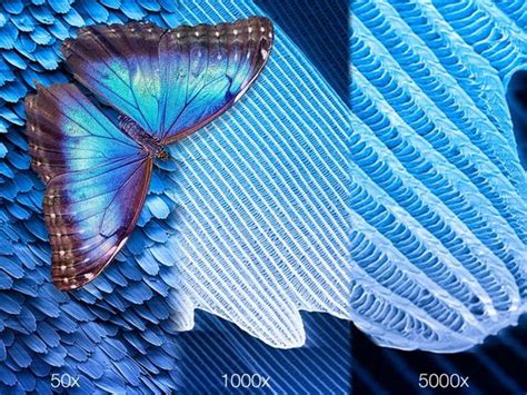Natures Most Beautiful Optical Illusion Butterfly Wings Jove