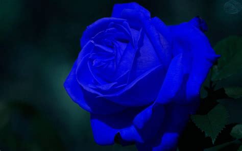 Free Blue Rose Wallpapers Wallpaper Cave