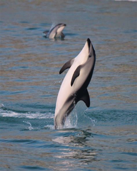 Marine Mammal Spotlight Dusky Dolphins