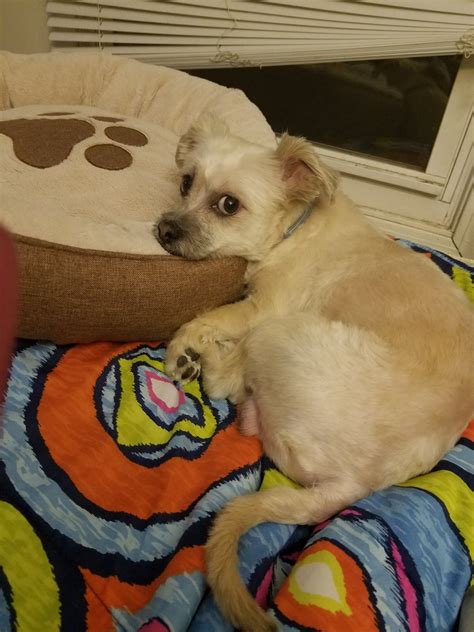 At miracle shih tzu pup, we breed for health, temperament, conformation and socialize to produce loving pets. Shih Tzu Puppies For Sale | Bridgeport, CT #318862