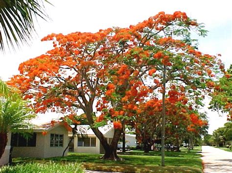 Sensational Collection Of Tropical Flowering Tree Seeds