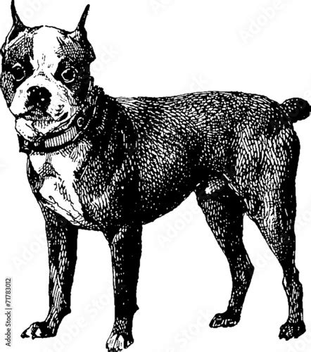 Vintage Illustration Highbred Dog Boston Terrier Stock Photo And