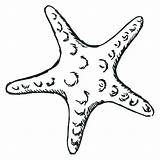 Starfish Star Vector Drawing Fish Outline Sketch Draw Clip Sea Coloring Cliparts Clipart Royalty Line Drawings Getdrawings Illustration Drawn Hand sketch template