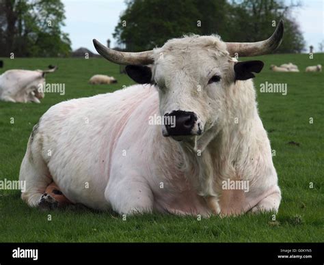 Large White Bull With Horns In A Field Sitting Down Stock Photo Alamy