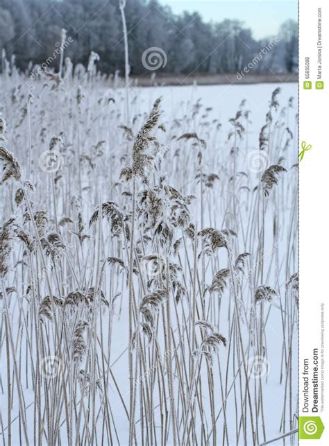 Phragmites The Common Reed Panicle Stock Photo Image Of Frosty