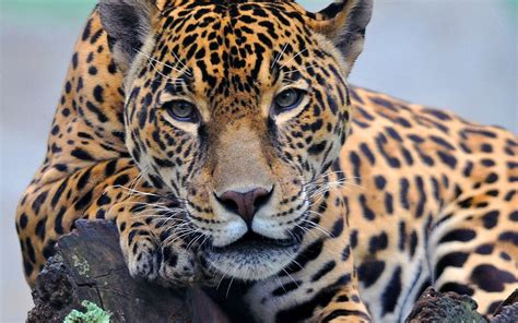 Check spelling or type a new query. 93+ Jaguares Wallpapers on WallpaperSafari