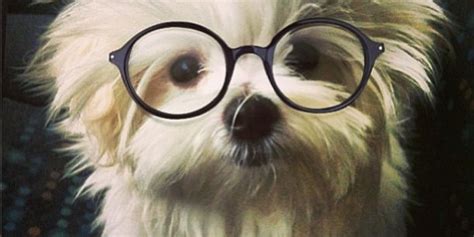 22 Dogs That Are Clearly Smarter Than You Because Theyre Wearing