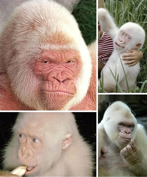 20 Extremely Rare Animals With Albinism All White Colour Albino