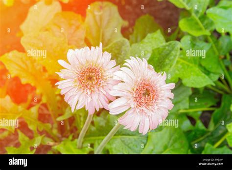 Flower Gerbera Pink And Water Drop Barberton Daisy Daisy Fromsouth