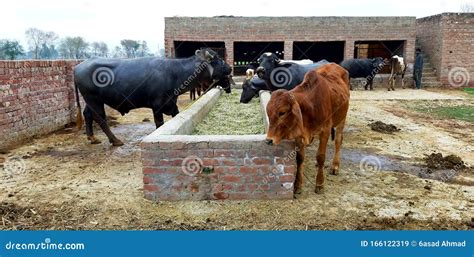 Cow Farmhouse Farming Milky Animal Stock Image Image Of Animal