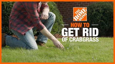 How To Get Rid Of Crabgrass Lawn Care And Maintenance The Home