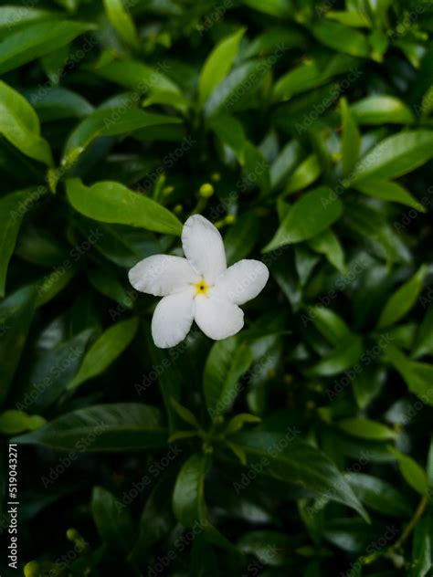 Jasmine Also Known As Melati In Indonesia Is A Genus Of Shrubs And
