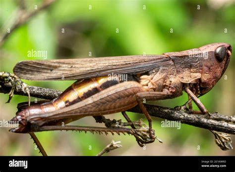 Grasshopper With A Brown Color That Resembles Wood Grasshoppers Are Herbivorous Insects That