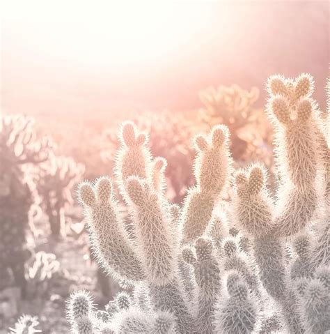 Dreamy Cactus Photography Arizona Cactus Print Bohemian Etsy In 2020