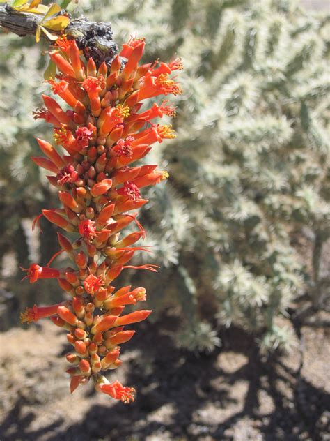 Arizona Cactus April 2011 Ocotillo Arizona Cactus Ocotillo Picture