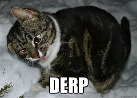 Derp Cat Memes Quickmeme