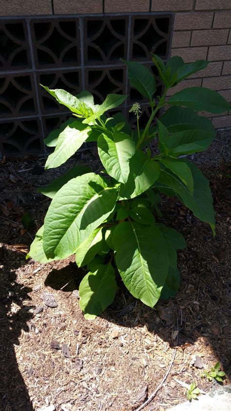How do you identify leaves? identification - What is this plant in my vegetable bed ...