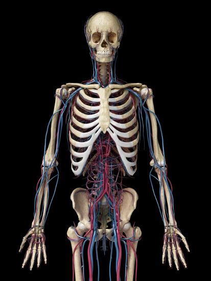 Upper Body Front View Of Human Skeleton With Veins And Arteries Black