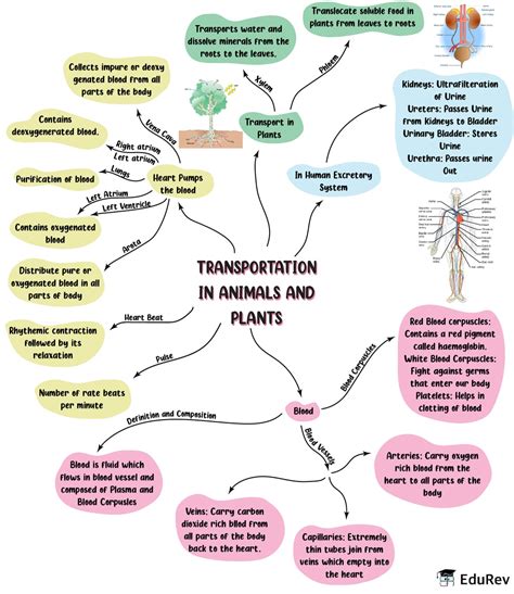 Mindmap Transportation In Animals And Plants Notes Edurev