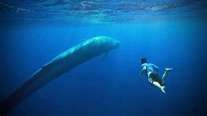 Whale Whales Lanka Swimming Sri Steps