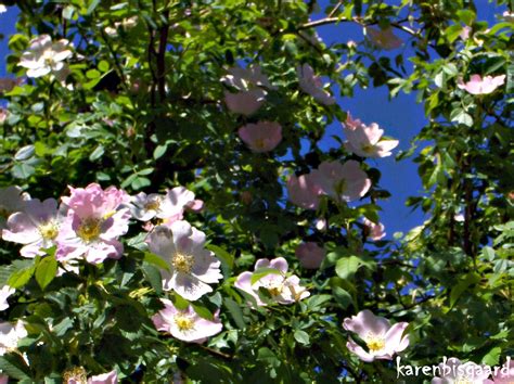 Karen`s Nature Photography Blooming Wild Rose Bush