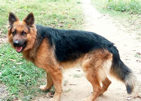 German Shepherd Puppy In Patna Pets Passion Sheikhpura Pet Shops For