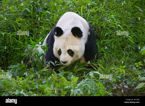 Giant Panda In The Bamboo Forest Wolong Sichuan China Stock Photo