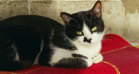 Tuxedo Cats Guide Facts Lifespan And Personality