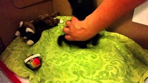 Meep Kitten Cat By Franksnowcat Youtube