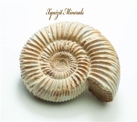 Ammonite Perisphinctes Jurassic Period Morocco 38
