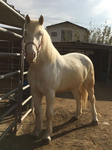 The Rare And Endangered American Cream Draft Horse Lola 2016 With
