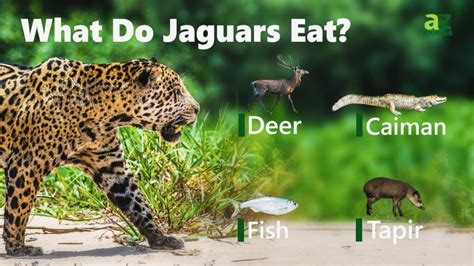 What Do Jaguars Eat Their Diverse Diet Explained A Z Animals