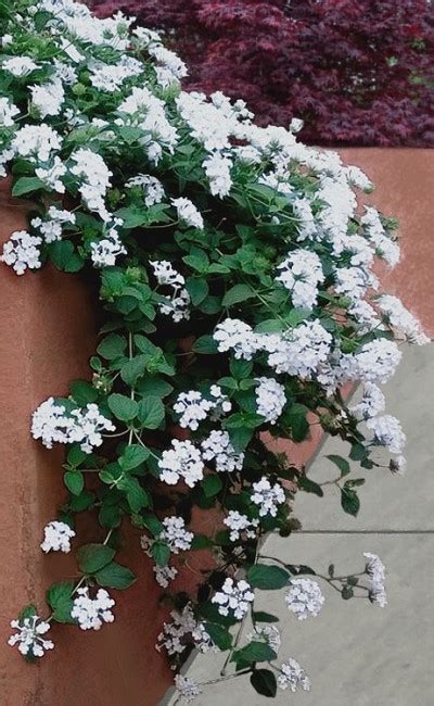 Buy Trailing White Lantana Plants Free Shipping 5 Pack Of Pint Size