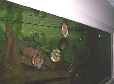 Photo 3 150 Gal Discus Discus Neon Tetrasblack Tetra