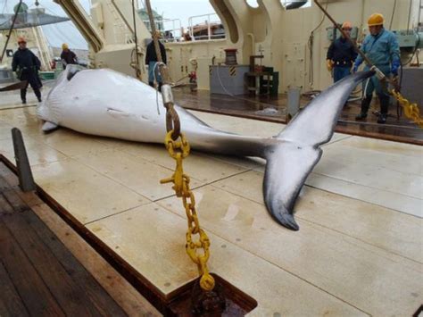 Japan Whaling Ships Set Out On Antarctic Hunt Ocean Sentry