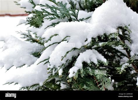 Close Up Of An Evergreen Covered With Snow Stock Photo Alamy