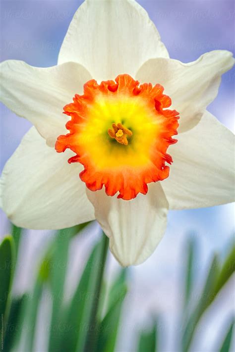 Daffodil Macro By Stocksy Contributor Alan Shapiro Stocksy