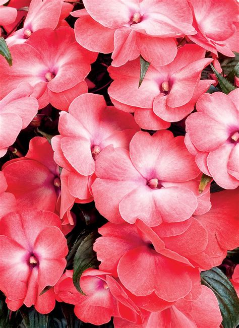 New guinea impatiens are among the easiest flowering plants to grow indoors. Infinity® Salmon Bisque - New Guinea Impatiens - Impatiens ...