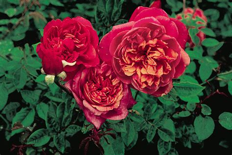 tea roses — antique rose emporium