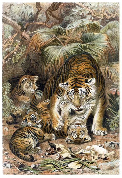 Tigers - Old Book Illustrations
