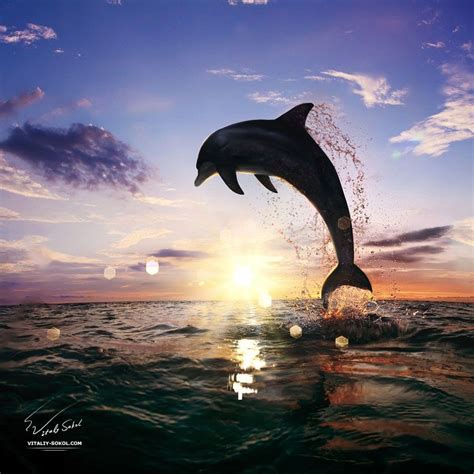 Beautiful Dolphin Jumping From Shining Water Ocean Animals Water