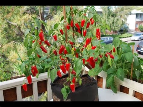 If you click one of these links and make a purchase, we will be paid a commission at no additional cost to you. Growing Jalapenos in a Pot - YouTube