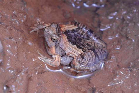 Beautiful Pygmy Frog from 中国广西壮族自治区崇左市扶绥县 on February 4 2024 at 04 41