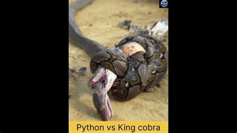 King Cobra Vs Python Who Will Win 👑🐍 Viral Facts Shorts Ms