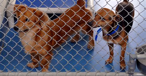 Escambia Animal Shelter Is Overcrowded