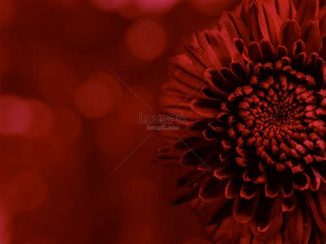 Closeup View Of Aster Flower With Maroon Color Bokeh Background Picture