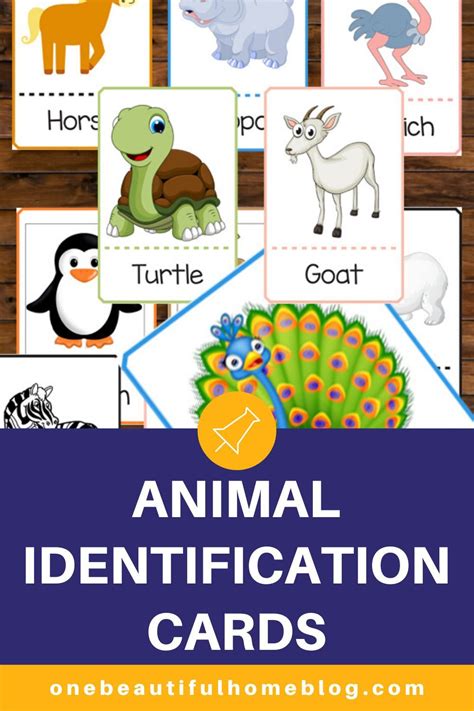 Animal Identification Cards Preschool Learning Activities Preschool